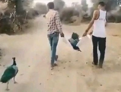 Two men carried the carcass of the peacock's partner