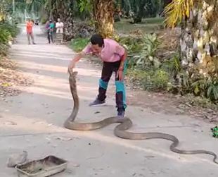 The giant cobra measured nearly 14 feet