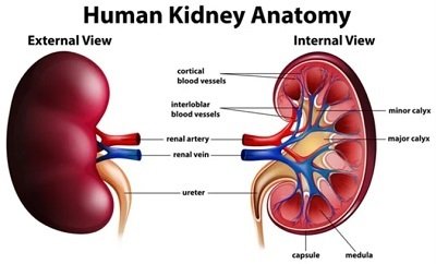 Kidney Pix