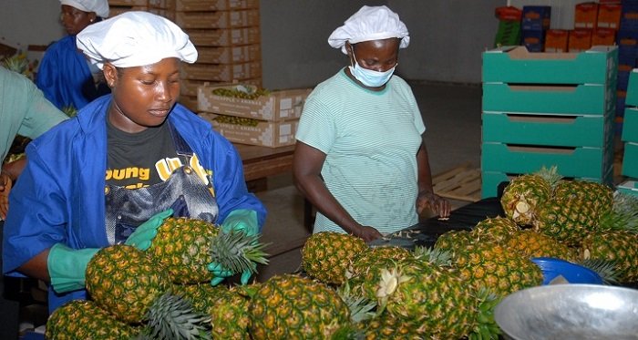 •Some pineapples being processed for export