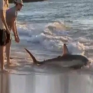 The men rescuing the shark