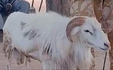 The sheep would serve the next three years in a military camp