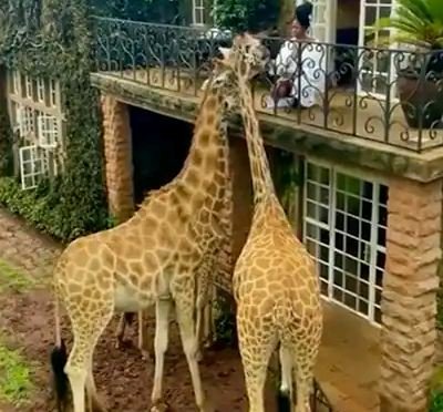The woman sharing food with the giraffes