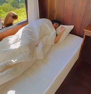 Elephant wakes up woman in hotel room