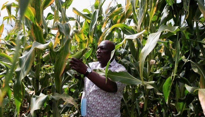 • Africa has around 600 million hectares of uncultivated arable land, roughly 60 per cent of the global total