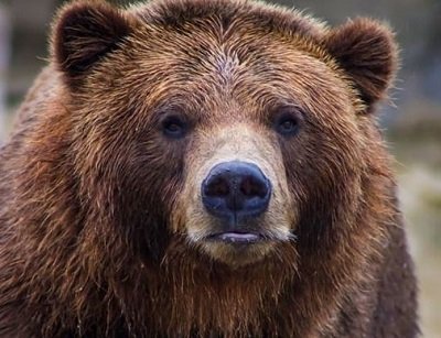 • Bear