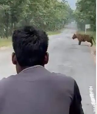 One of them got close to the tiger
