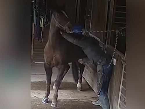 • A man physically abusing a horse