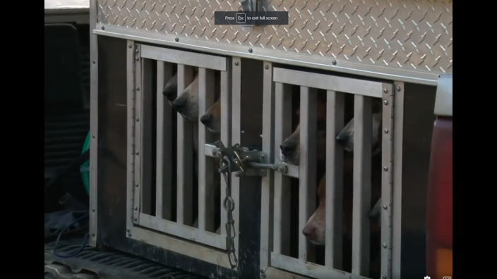 • Caged dogs