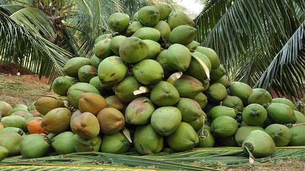 • Coconut is nutritious and has many benefits