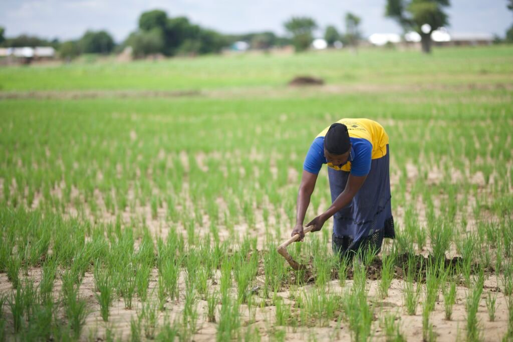 Faiza working on her rice farm  (1)
