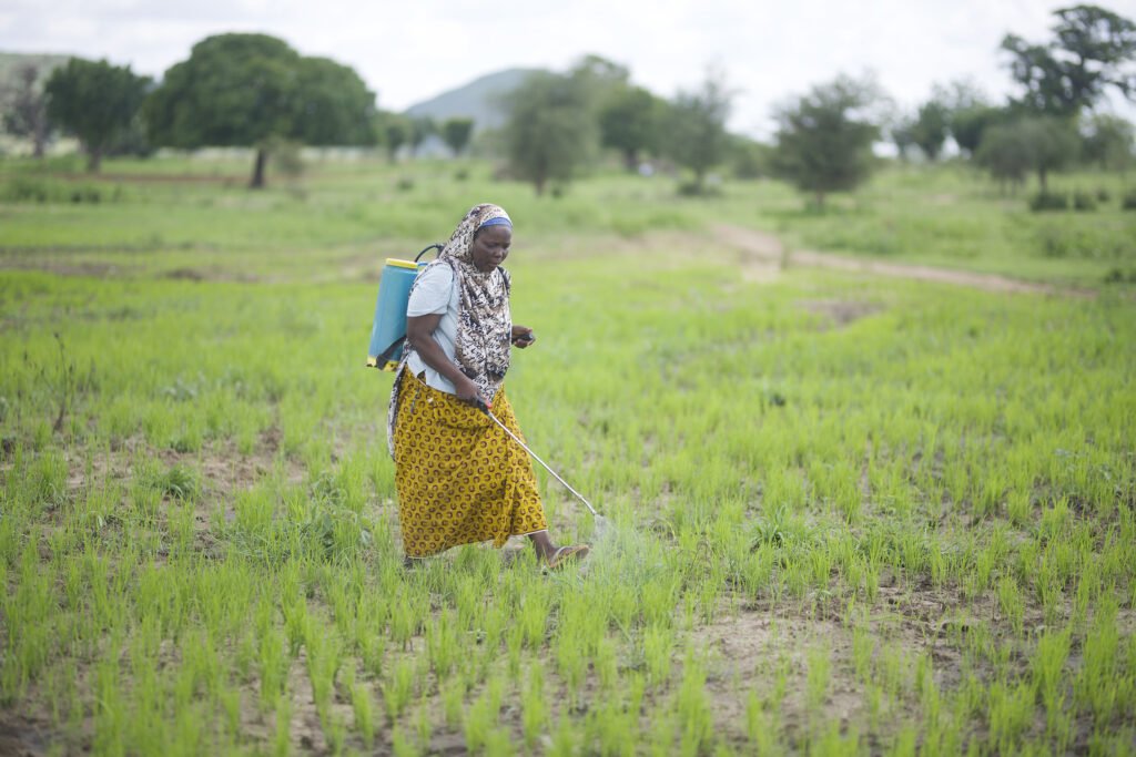 Hadiza spraying her rice farm in Gentiga