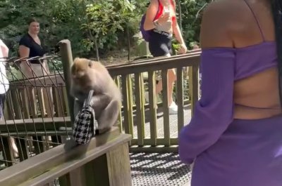 The monkey snatched the visitor's purse