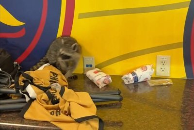 • This racoon gave media something to report on