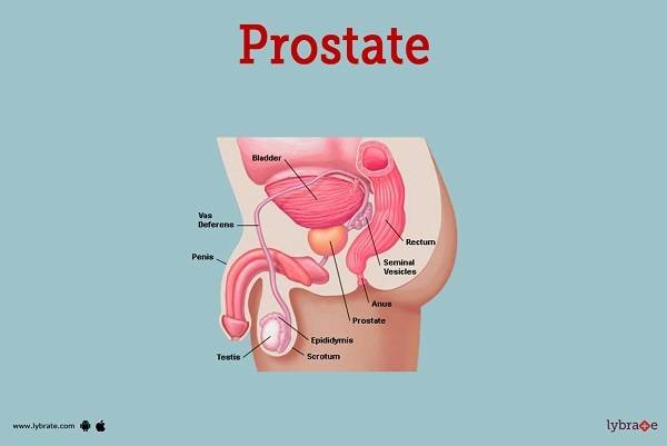 A diagram of a prostate