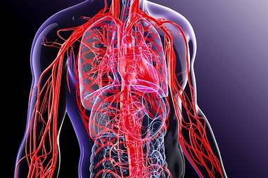 Blood-and-blood-vessels