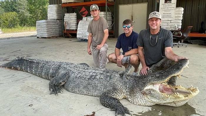Hunters and the alligator