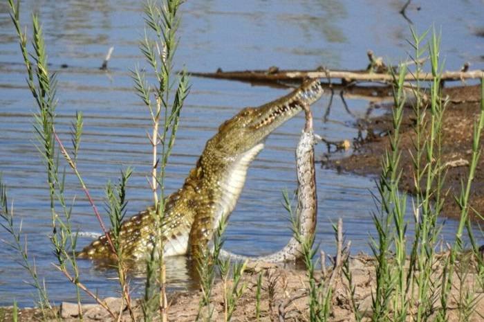 The crocodile attacking the python