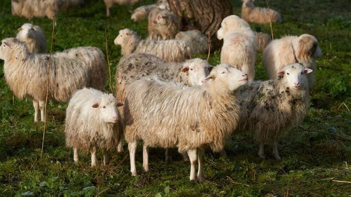 • Herd of sheep