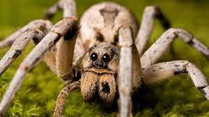 • A Spider