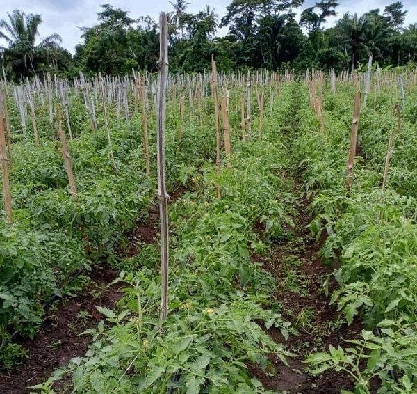 • A portion of the tomato farm at Akuse