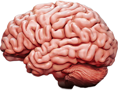 • The human brain begins to slowly decreasein size at age 25