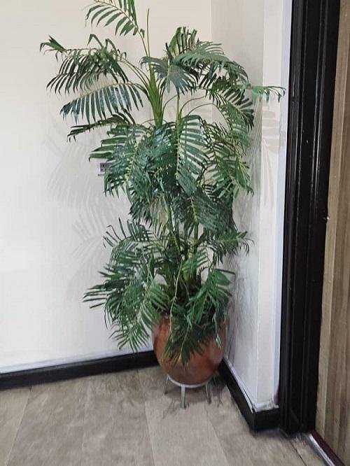 A number of hotels prefers artificial to natural plants