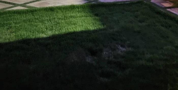 Artificial grass