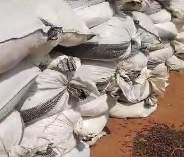 Some of the bags containing the cocoa seeds