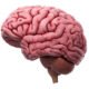 • The brain