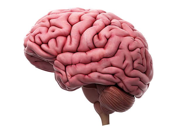 • The brain