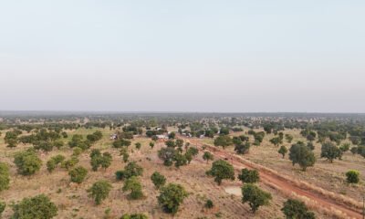 An aerial view of the shea tree