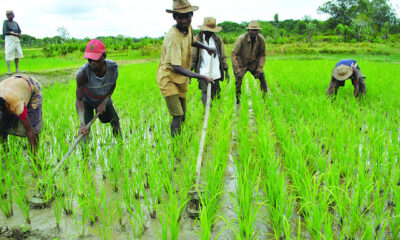• Rice farmers at work