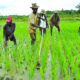 • Rice farmers at work