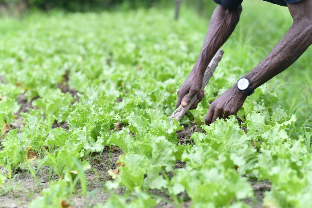 • An HIV positive farmer