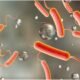 • Cholera virus