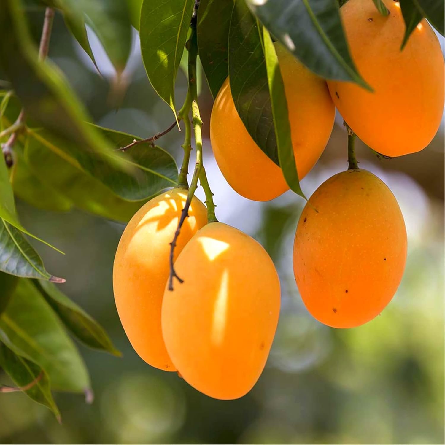 Mango protects the body against diseases