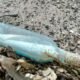 Message in a bottle