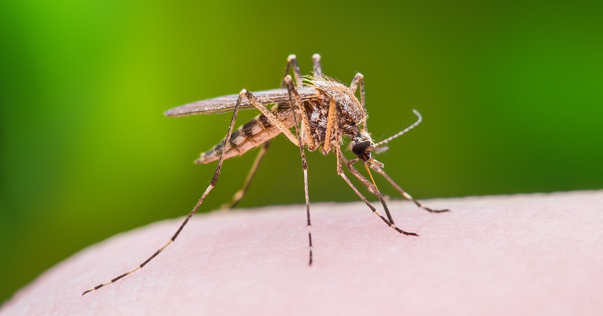 • Mosquito is a romatic creature