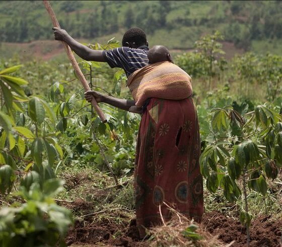 A woman working on a farm with baby strapped at her back