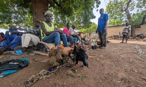 Some men selling coloured fowls