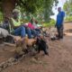 Some men selling coloured fowls