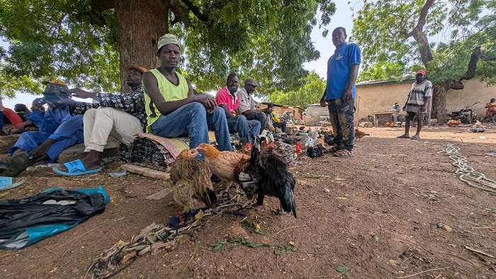 Some men selling coloured fowls