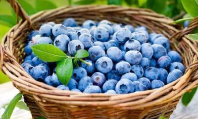 Blueberries