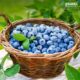 Blueberries