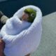 Stuck parrot