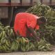 A plantain seller at Pokuase.